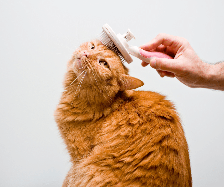 Shedding Season Is Here: How Grooming and Home Care Keep Spring Coats Under Control