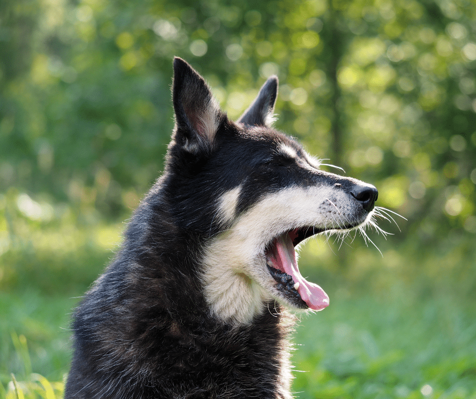 Spring Allergies in Pets: The Real Reason Your Dog Won’t Stop Itching This March