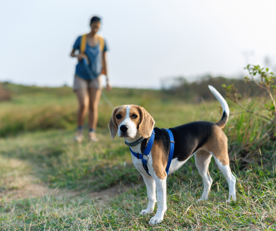 Outdoor Adventures Ahead: March Safety Tips for Dogs on Trails and in Dog Parks in The Woodlands