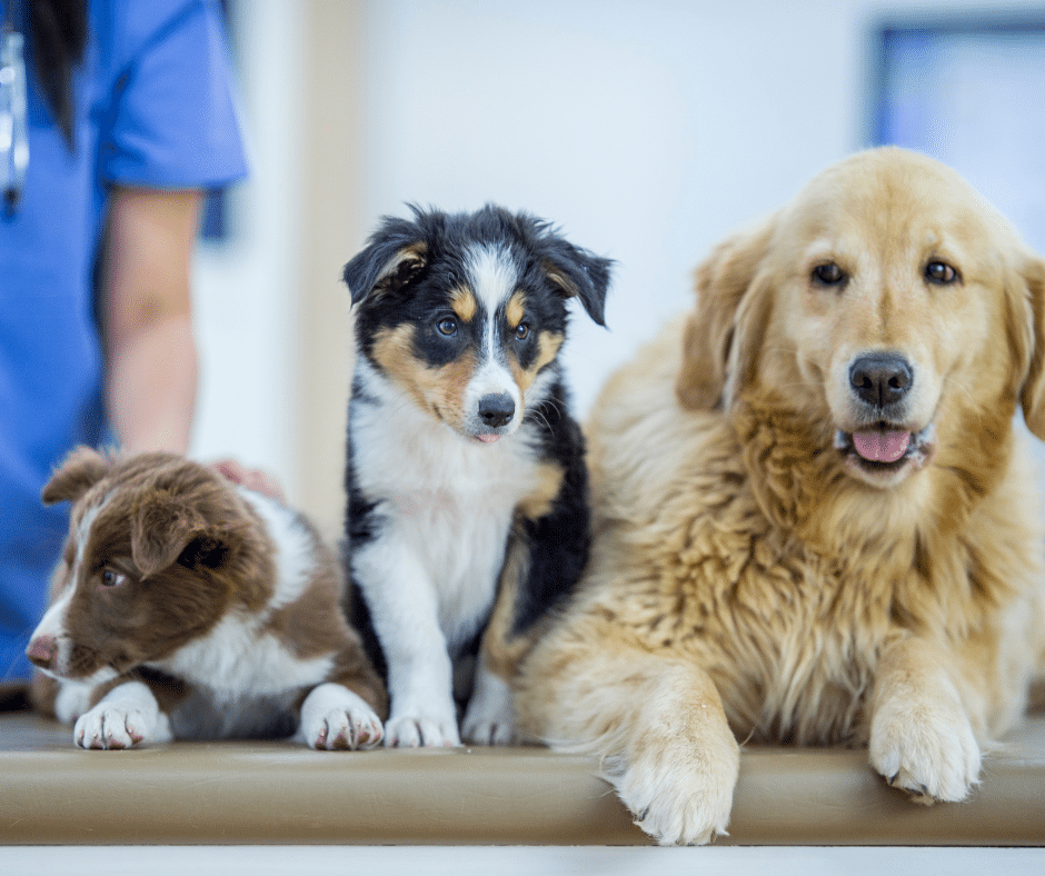 Managing Chronic Medications: How Forest Crossing Animal Hospital Helps Pets Stay Comfortable and Stable in The Woodlands, Texas